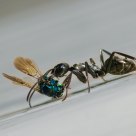 Black Ant with Prey